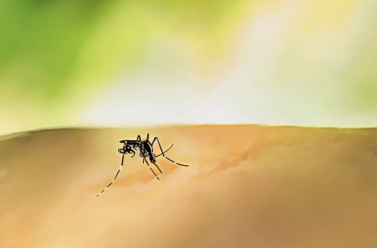 Virus West Nile