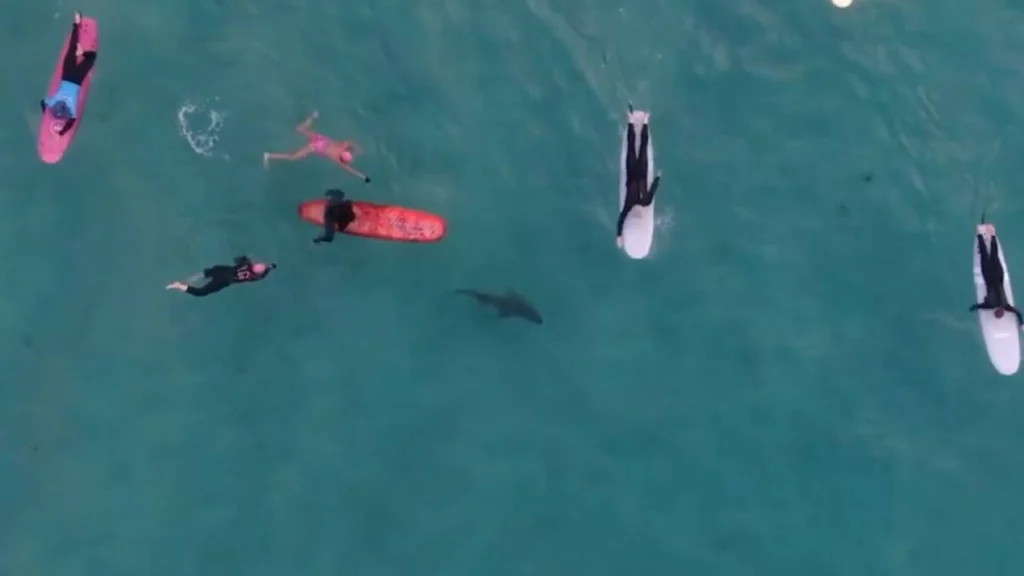 Drone di sorveglianza sopra una spiaggia australiana per individuare squali vicino alla costa