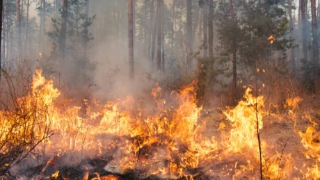 Incendio nei boschi di Sovicille: il vento alimenta le fiamme, mobilitati elicotteri e squadre AIB