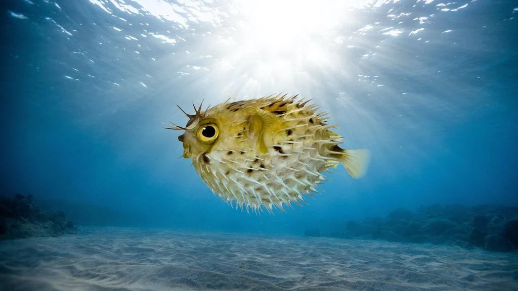 Pesce leone tra le rocce del Mediterraneo, specie aliena favorita dal riscaldamento delle acque