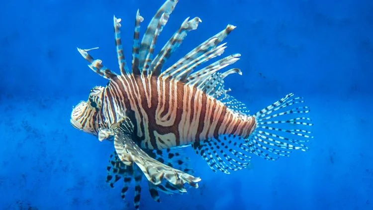 Fondale del Mediterraneo con fauna tropicale e specie marine non indigene