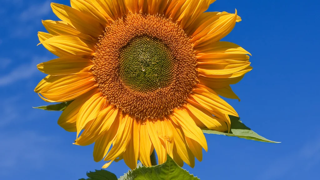 Previsioni meteo del 15 luglio 2026 sul Centro Italia con sole e caldo intenso