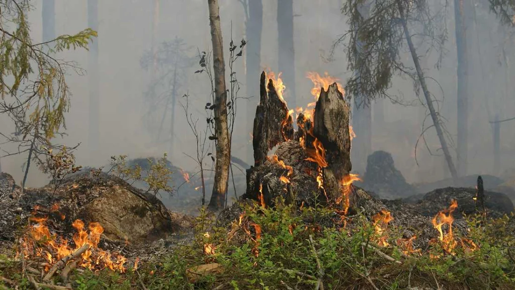 Rischio incendi durante l'estate italiana