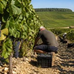 Champagne, la vendemmia 2026 parte in anticipo: caldo e siccità cambiano il vigneto