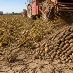 Patate in Francia, raccolto a rischio: caldo e siccità preoccupano i produttori