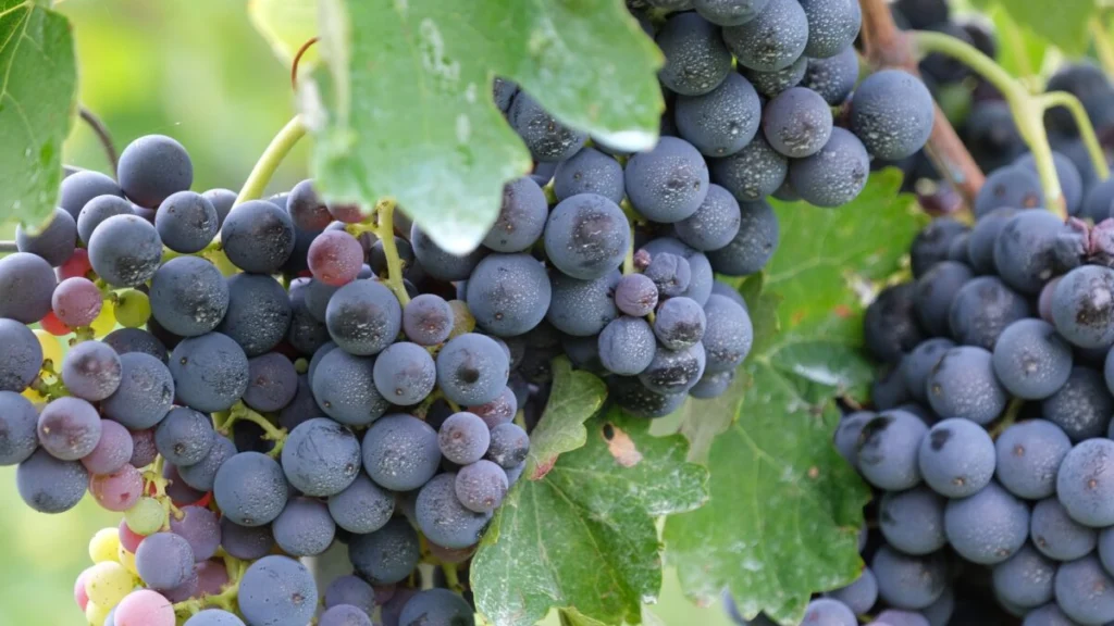 Grappoli d'uva pronti per la vendemmia anticipata