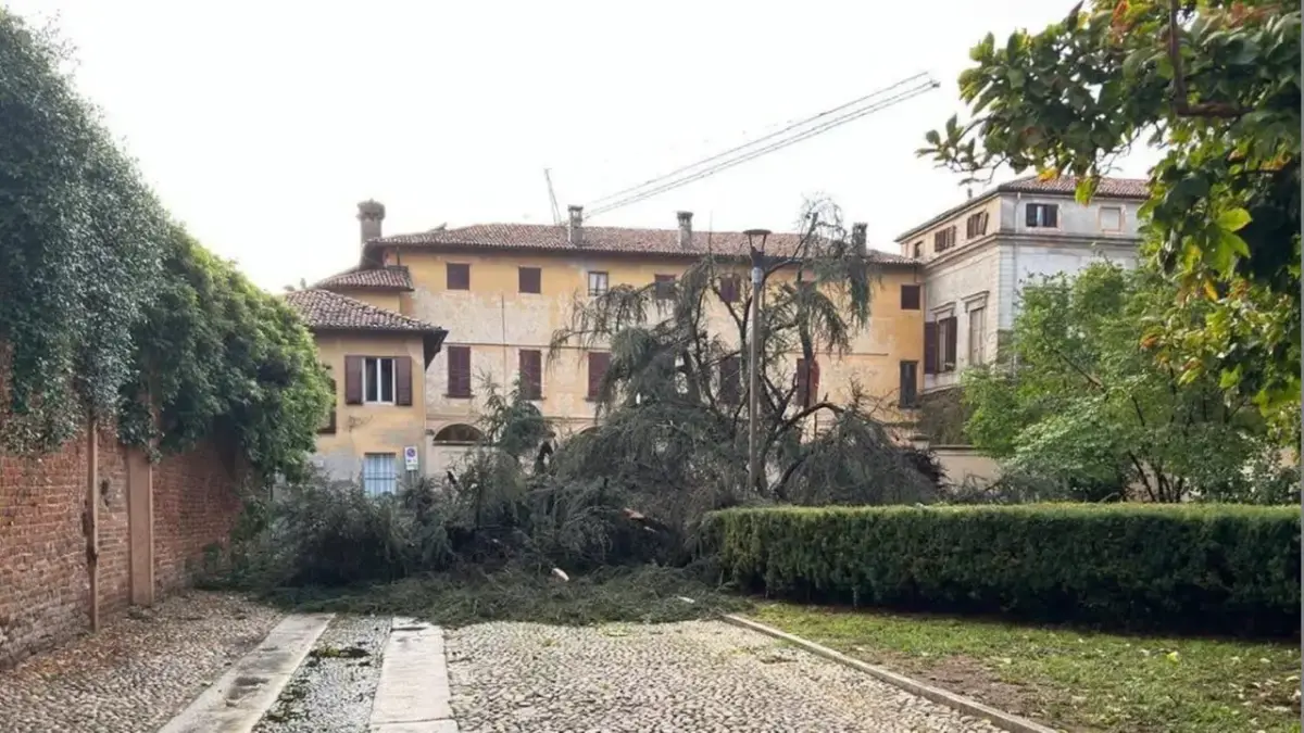 Vigneti dell'Oltrepò Pavese colpiti dalla grandine