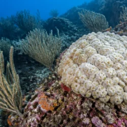 Coralli sotto stress: il caldo marino può raggiungere anche i fondali