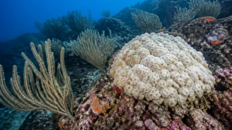 Coralli sotto stress: il caldo marino può raggiungere anche i fondali