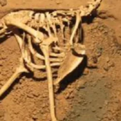 Dal Gobi un fossile rivede la parentela degli zhelestidi con i placentati