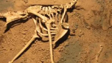 Il cranio, la dentatura e una parte dell’arto posteriore dello stesso animale permettono di riconsiderare la parentela attribuita per decenni agli zhelestidi.