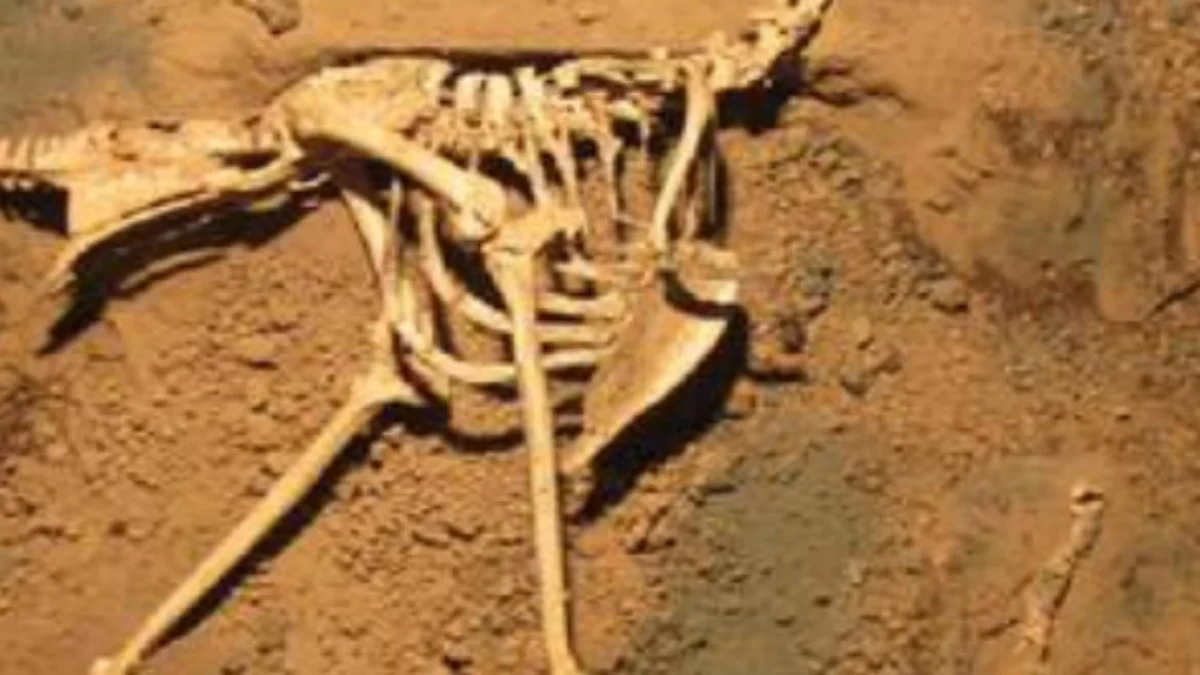 Dal Gobi un fossile rivede la parentela degli zhelestidi