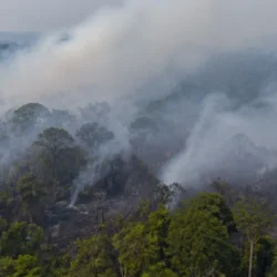 Incendi in Kalimantan, foreste degli oranghi sotto pressione: cosa sappiamo