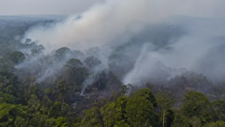 I roghi di settembre hanno raggiunto aree forestali di Kalimantan e messo sotto pressione habitat e stazioni di ricerca; il dato sulle 13 popolazioni su 20 non trova conferma nelle fonti consultate.