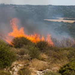 Incendio boschivo nella macchia mediterranea pugliese