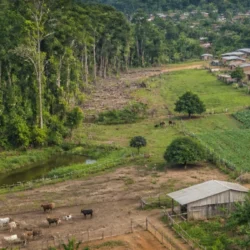 Malattie infettive emergenti, il rischio cambia tra ecosistemi e territori