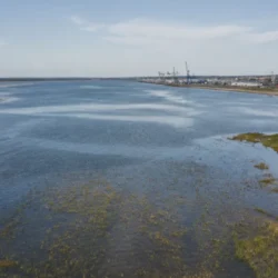 Mare in aumento, nuove coste a rischio di colonizzazione da specie aliene