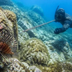 Pesce scorpione, in Croazia la pesca in apnea per frenare l’invasione