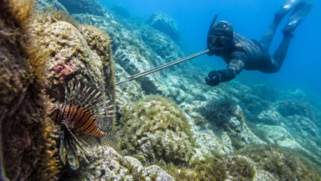 Pesce scorpione, in Croazia la pesca in apnea per frenare l’invasione